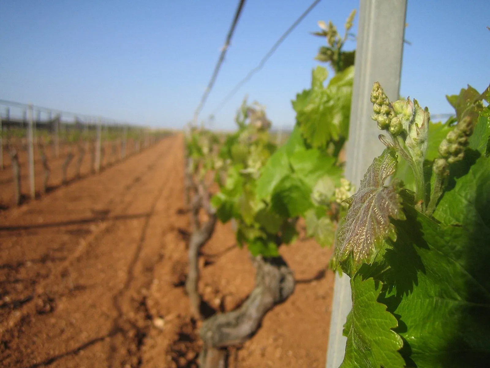 Vigneto in primavera nelle campagne di Marsala con germogli e grappoli in fiore in primo piano e filari su terra rossa